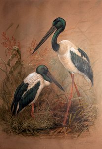 Zwartnek ooievaar (Xenorhynchus australis), 1856-67